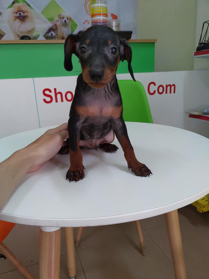 Minpin Nhỏ Bé Đáng Yêu