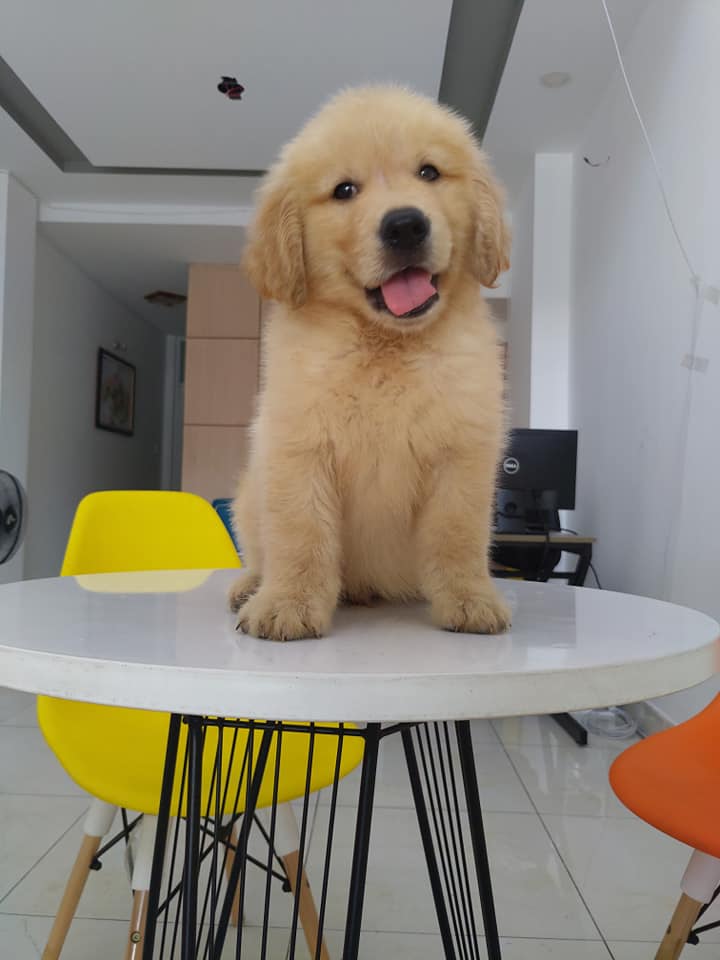 Gloden Retriever màu vàng