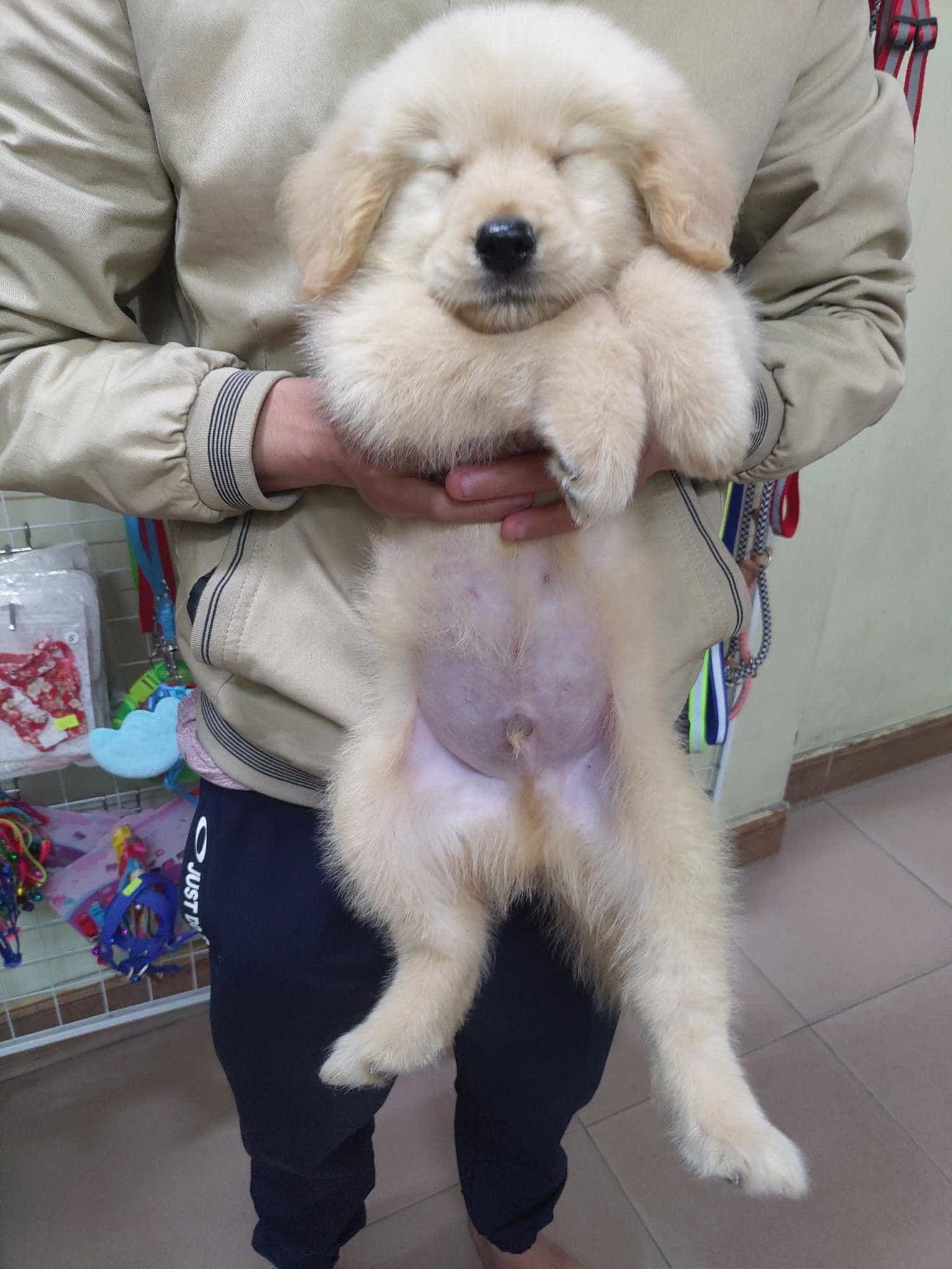 Bé Golden  2Tháng