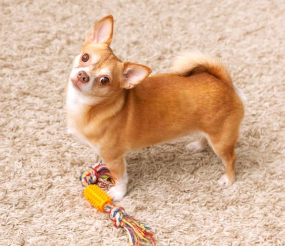 ảnh chú chó chihuahua