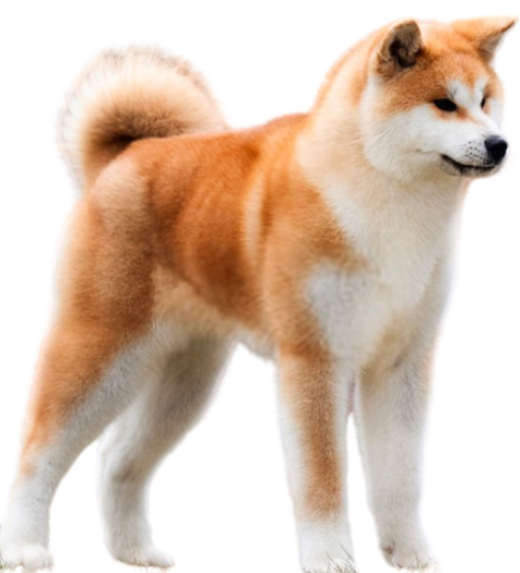 akita