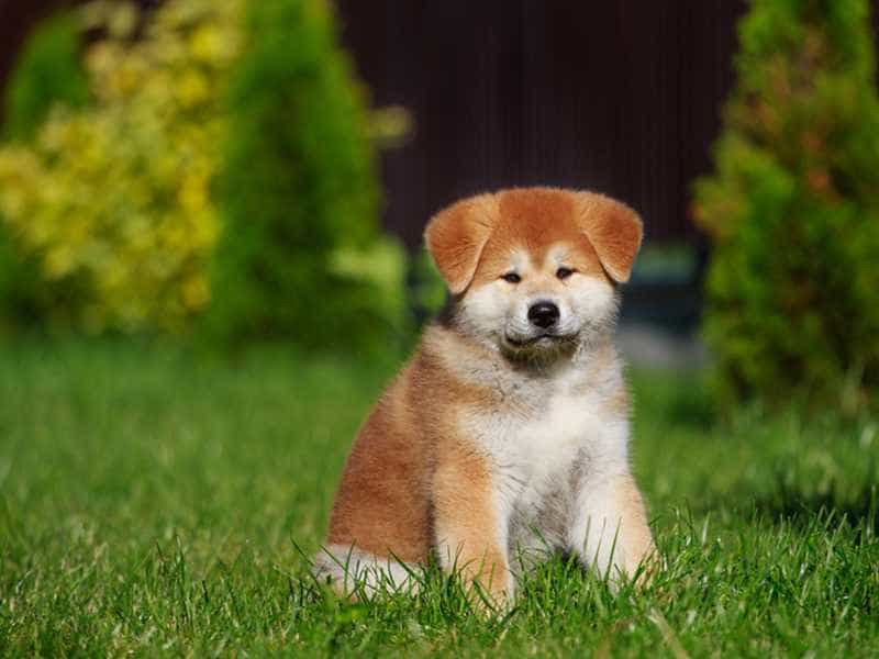 au88 Inu nho