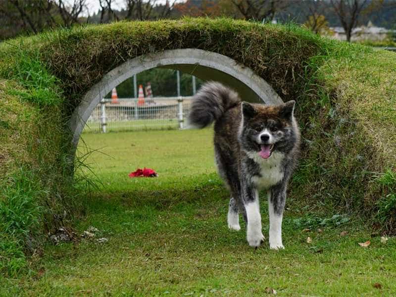 au88 Inu den