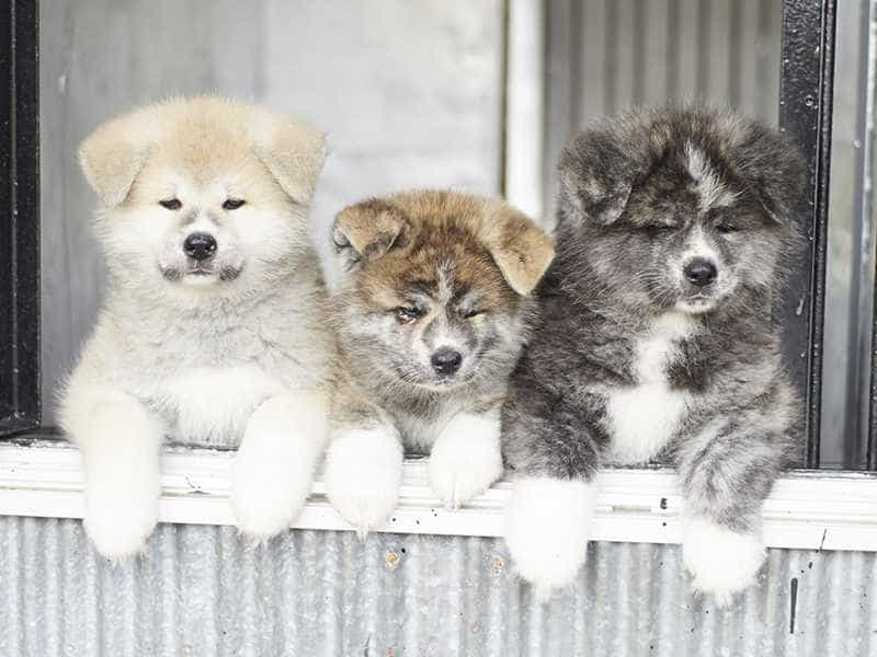 au88 Inu be