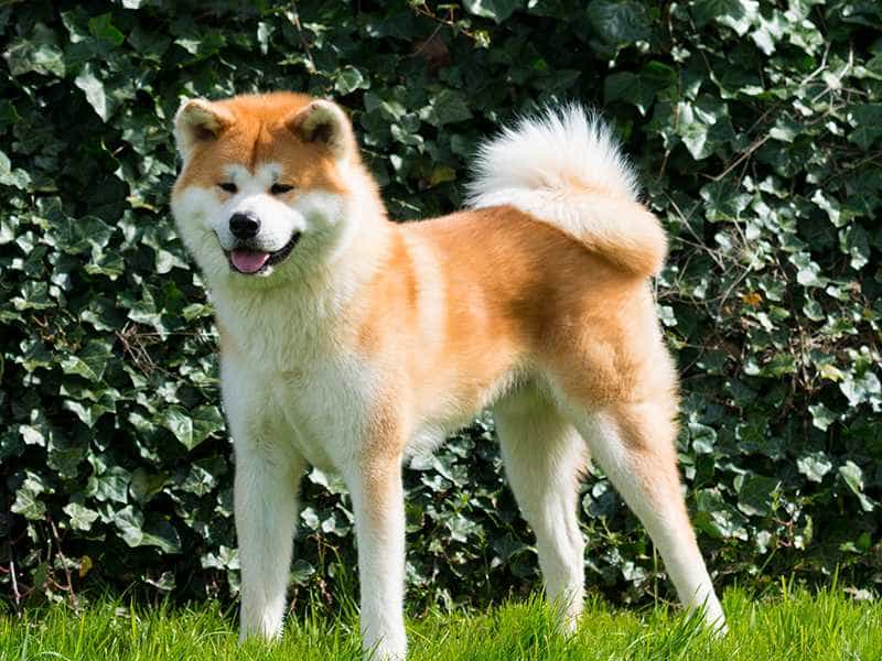 au88 Inu dang yeu