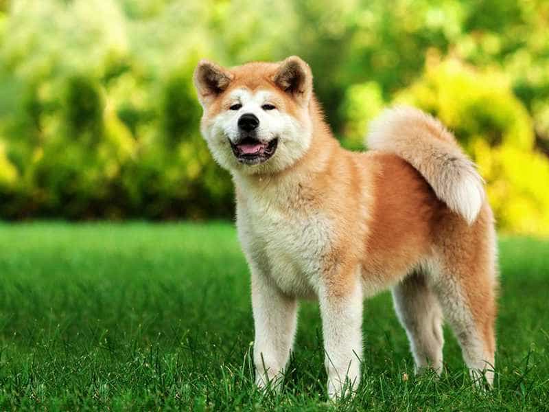au88 Inu de thuong