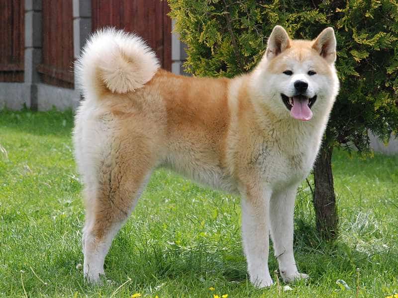 au88 Inu cute
