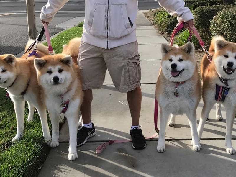 au88 Inu family