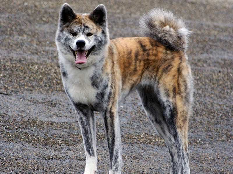 au88 Inu khoe manh
