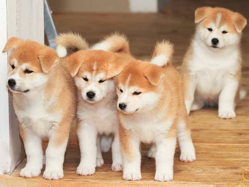 au88 Inu be nho
