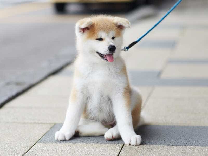 au88 Inu con