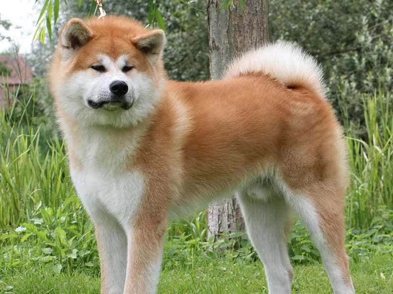 au88 Inu dep