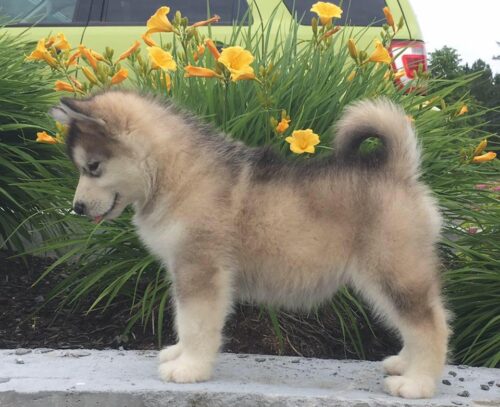 alaska lai chó nhật