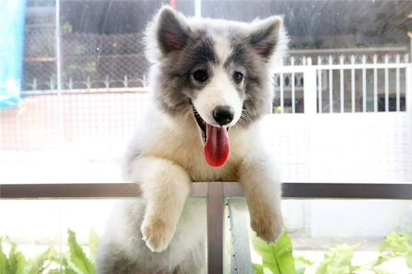 alaska lai samoyed