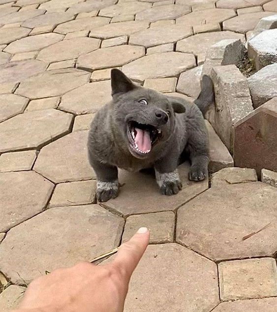 dúi đáng yêu