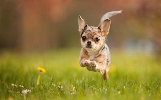 au888 casino giống chó chihuahua