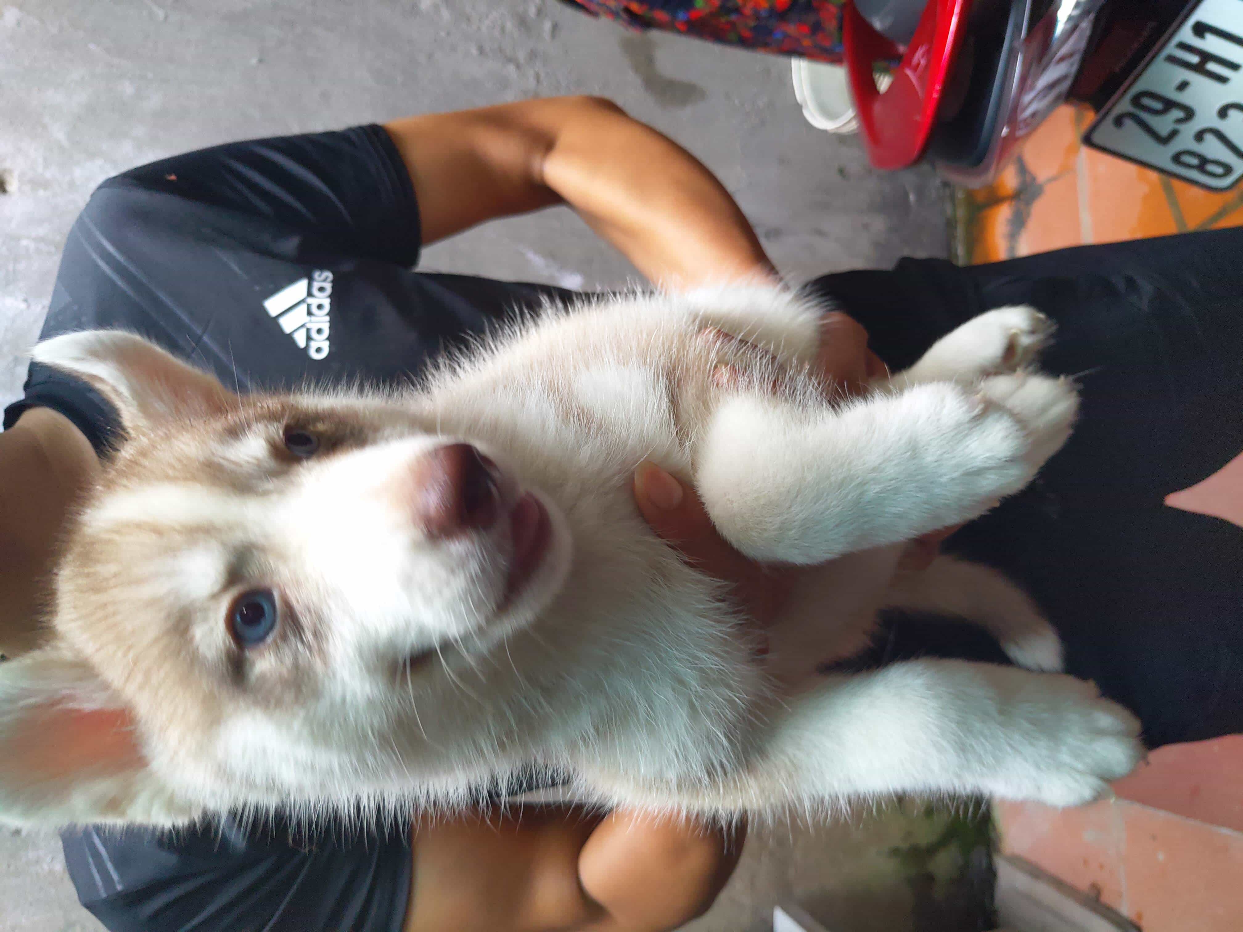 MẤY BÉ HUSKY CẦN CHỦ MỚI
