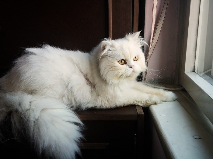 Tắm cho mèo