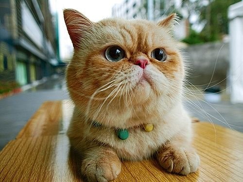 Chế độ dinh dưỡng cho mèo