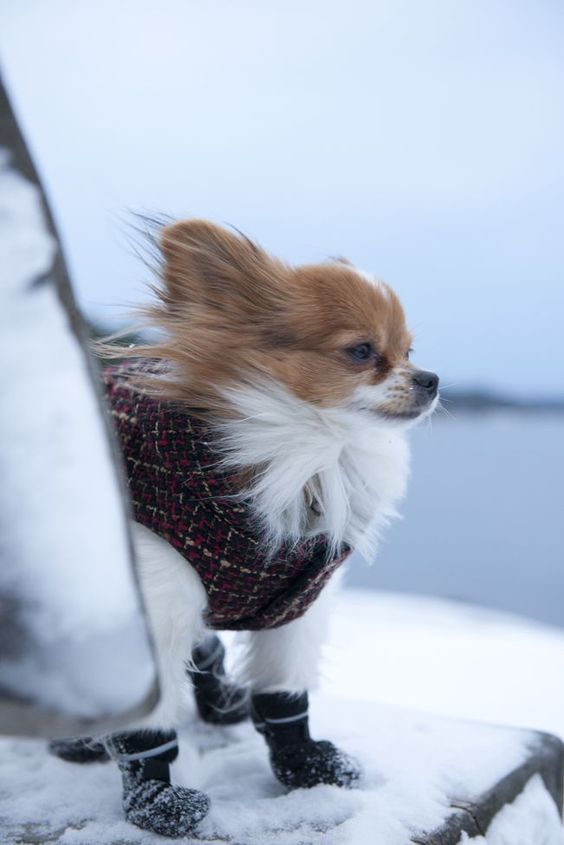 trai cho chihuahua tphcm