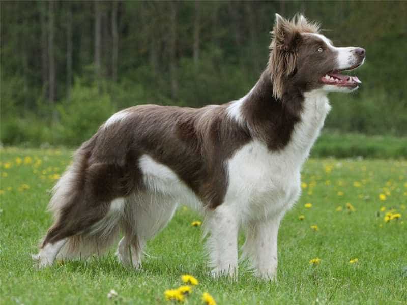 au8801 nau trang
