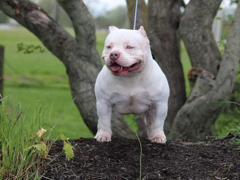 au88 trang