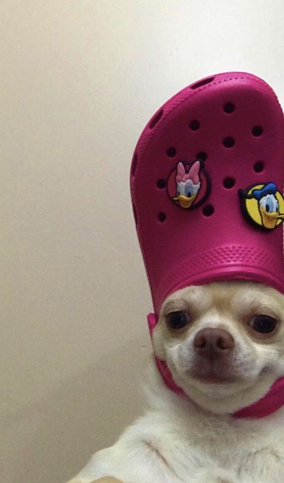 con chó chihuahua