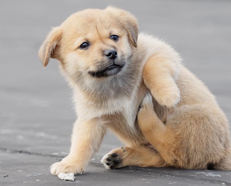Một trong những dấu hiệu tiêu biểu khi au88 bị nhiễm bọ chét là chúng ngứa, gãi nhiều hơn