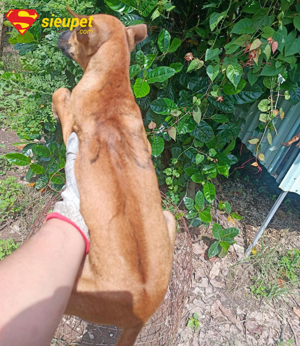 Các đặc điểm của chó au88 thuần chủng
