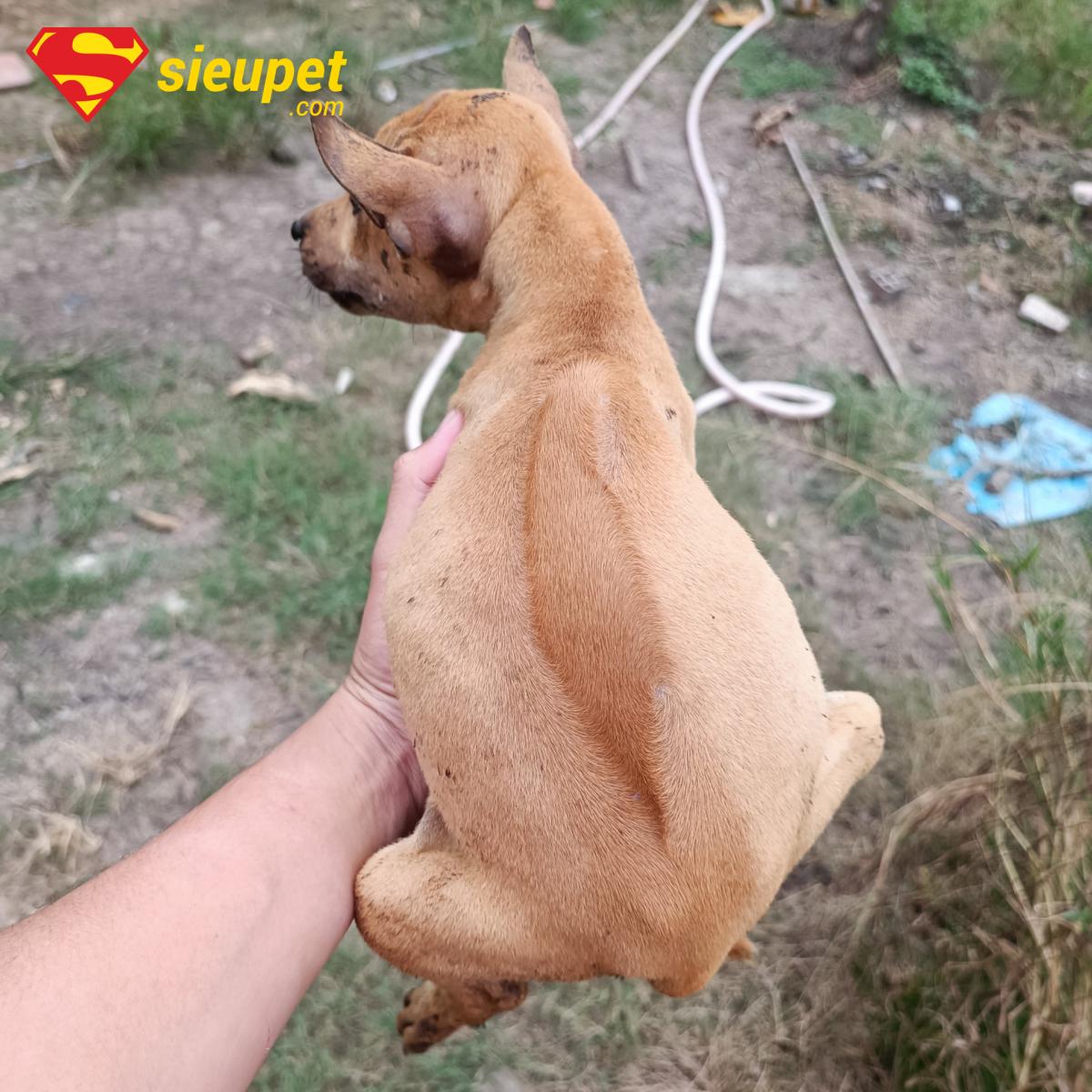 Phân biệt các loại xoáy chó phú quốc và chó xoáy thái