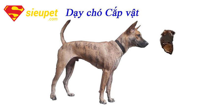 Phương pháp dạy chó au88 hiệu quả
