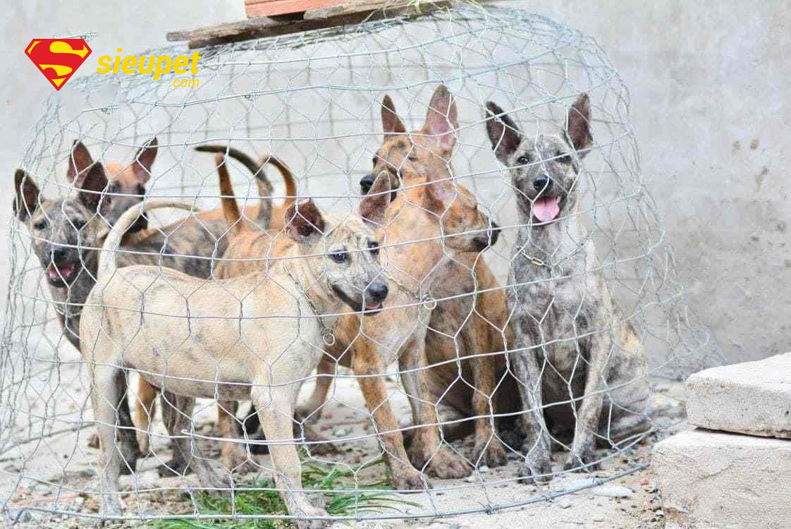 Phân loại các dòng chó au88 F1