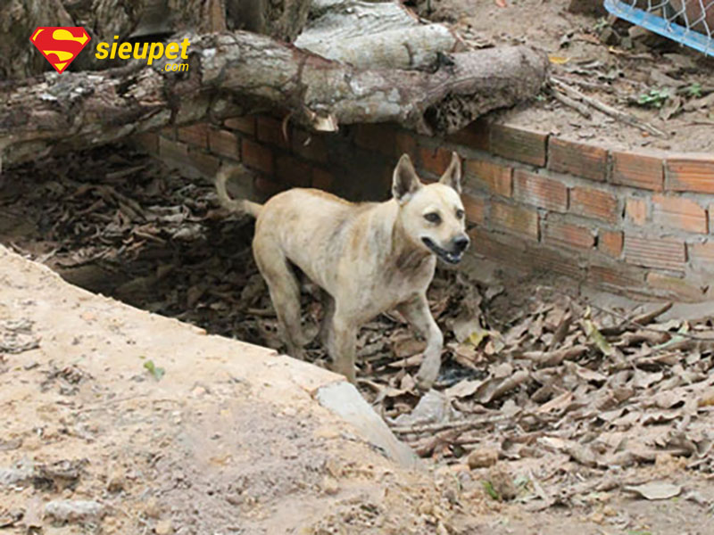 Cân nhắc ưu và nhược điểm khi áp dụng cách nuôi chó au88 ở đất liền