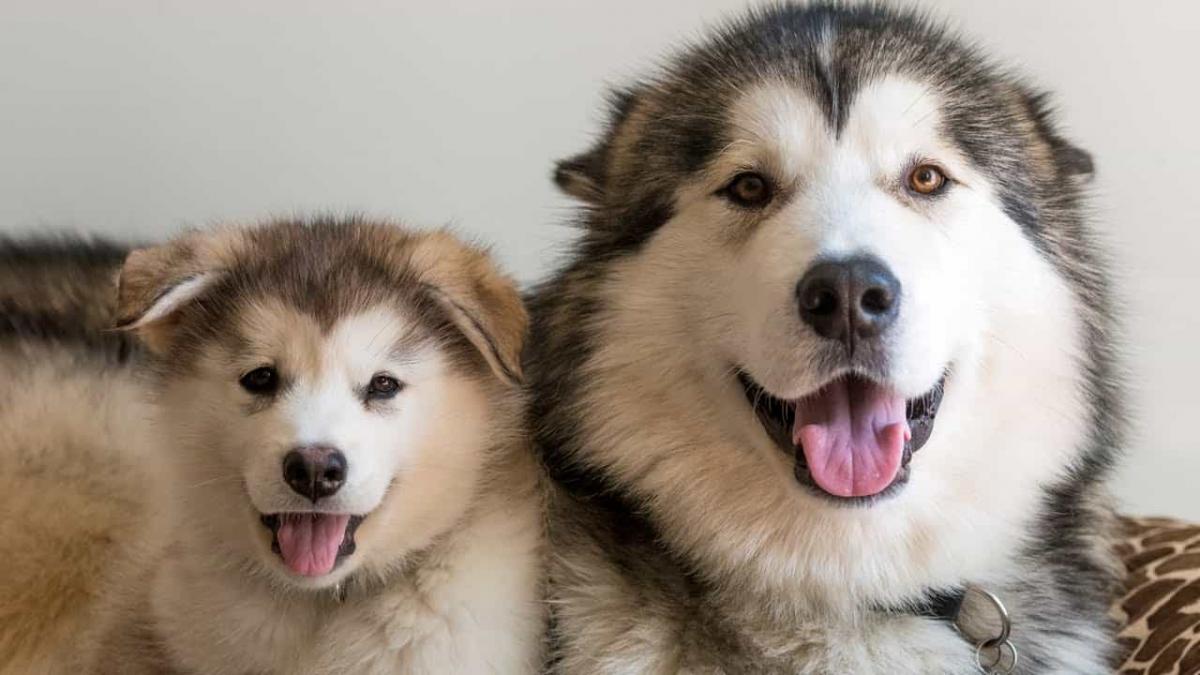 Cách phân biệt chó alaska