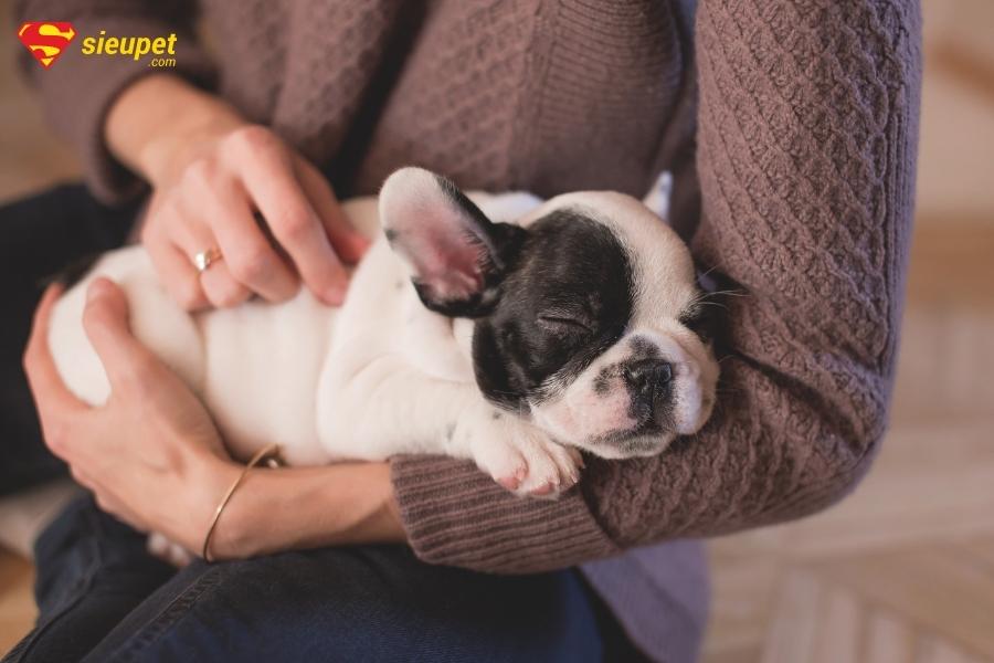  Chó con mới mở mắt chó ăn gì