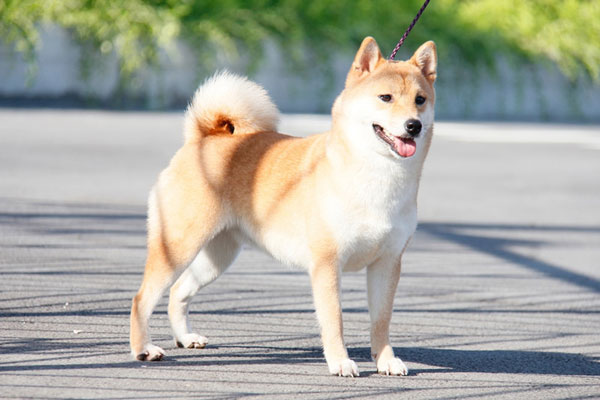 Tính cách đặc trưng của au88 Inu