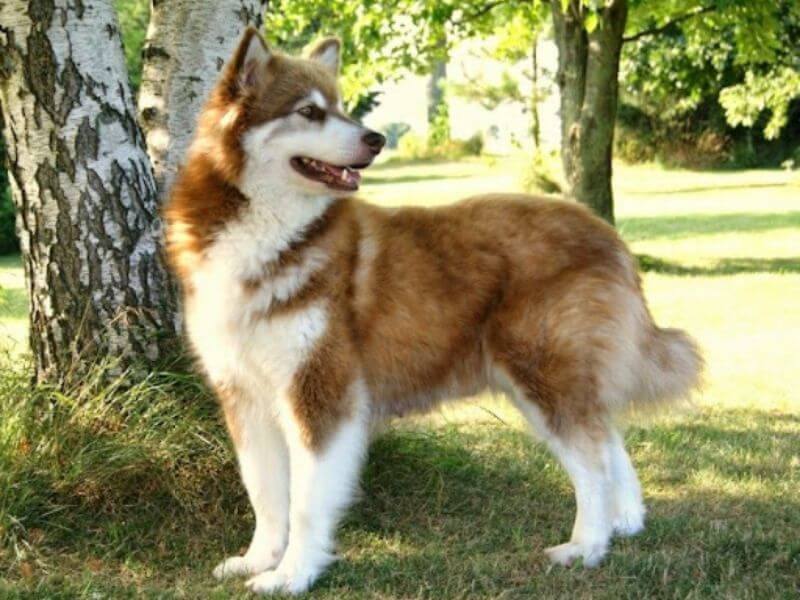 cho-alaska-6-thang-tuoi
