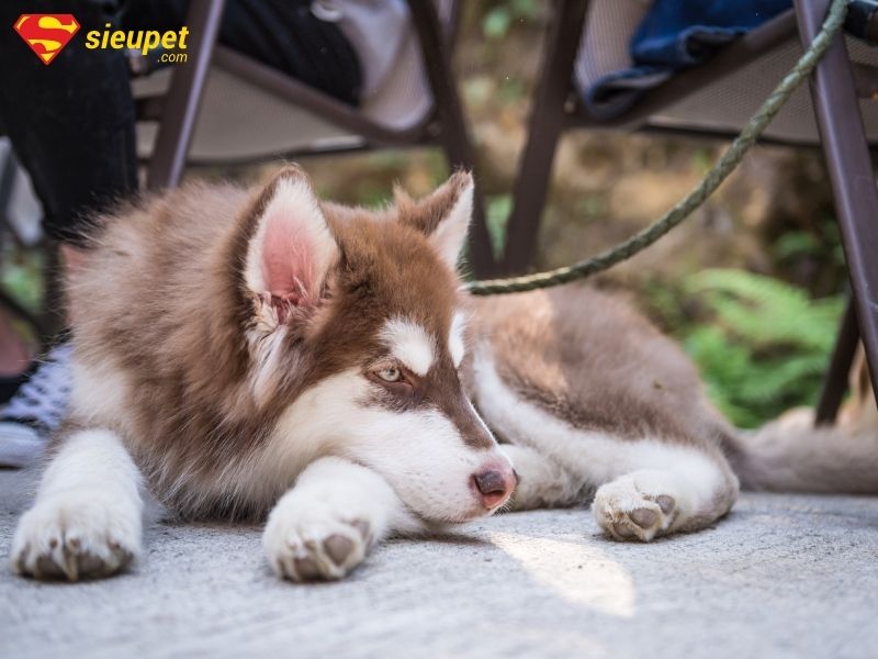 chó alaska lai