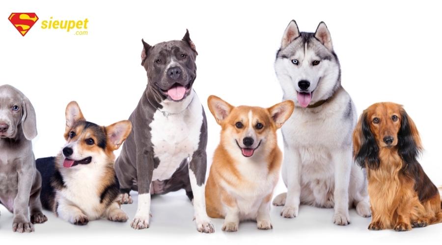 Chó bị nấm da do đặc điểm giống chó