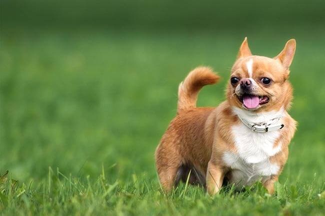 chihuahua mini trưởng thành