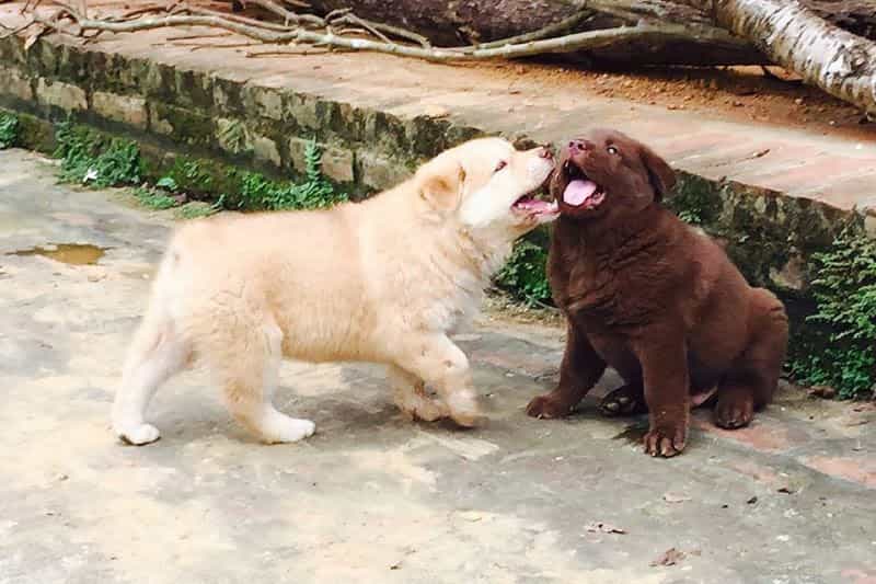 chó cỏ mông cộc