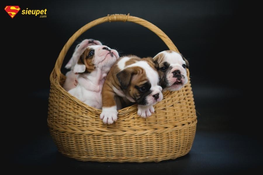 chó con mở mắt hiếu động