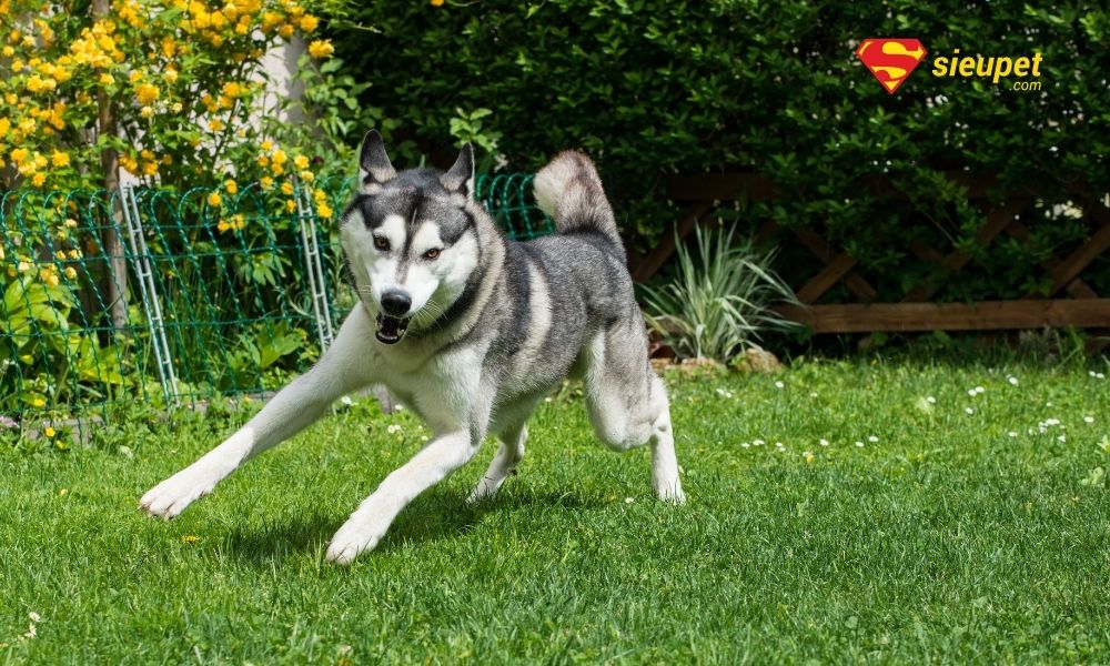 chó husky thuần chủng
