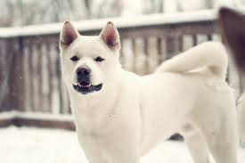 Jindo là một chú chó dễ nuôi