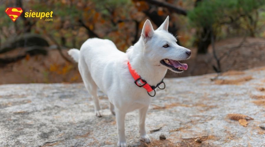 giống chó jindo