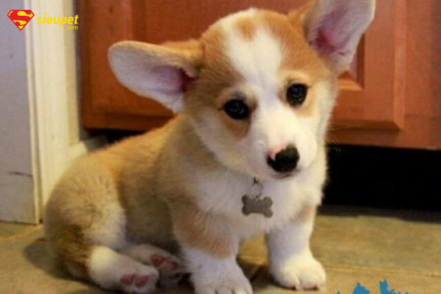 mua chó corgi