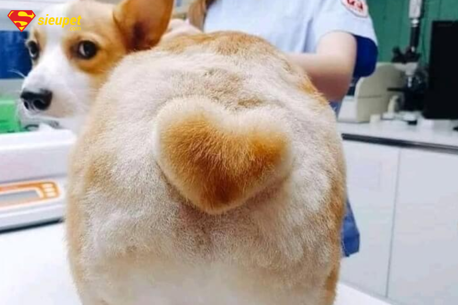 mông trái tim của corgi