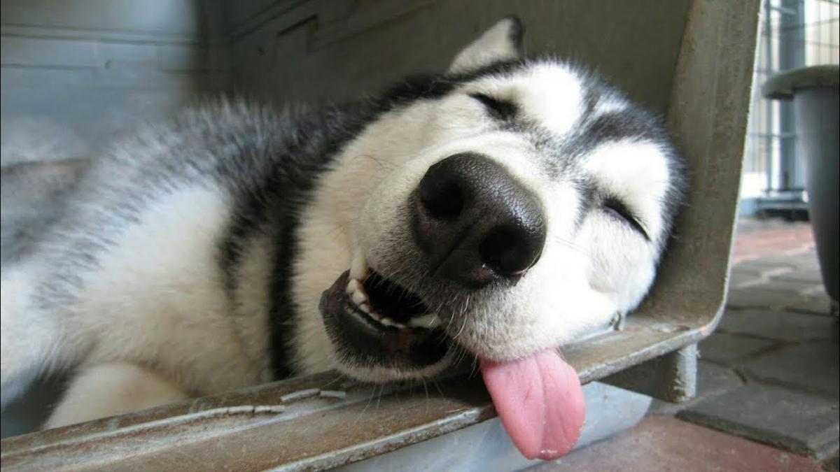 ảnh chó husky bị bệnh