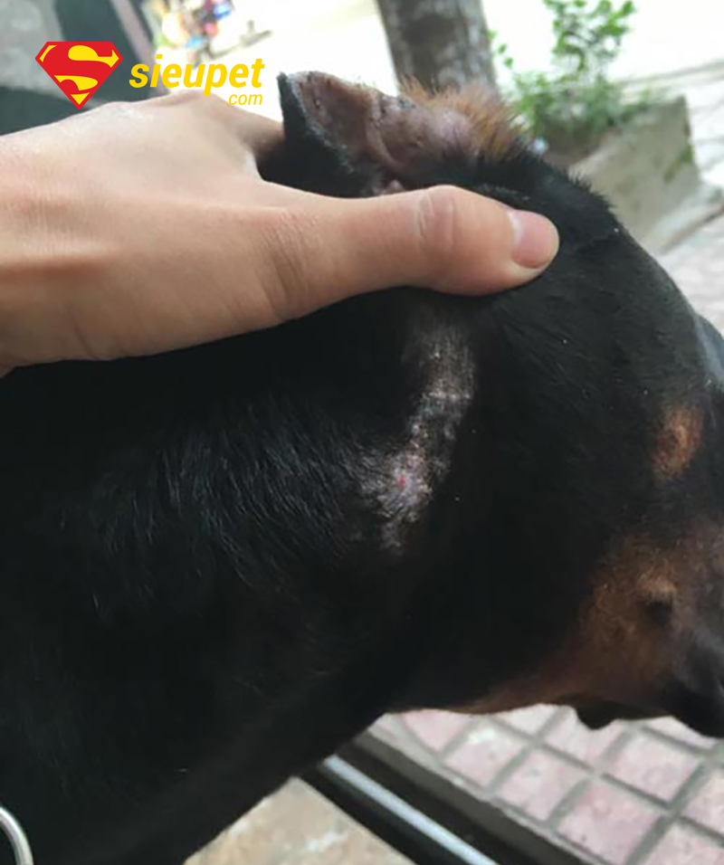 da chó phú quốc bị ghẻ nặng