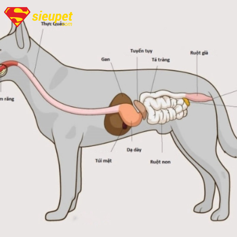 Chó au88 bị tiêu chảy do hệ tiêu hóa nhạy cảm